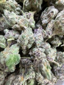 Gelato S1 Small gelato s1 small