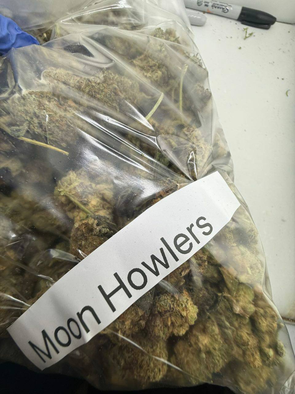 moon howlers strain moon howlers strain