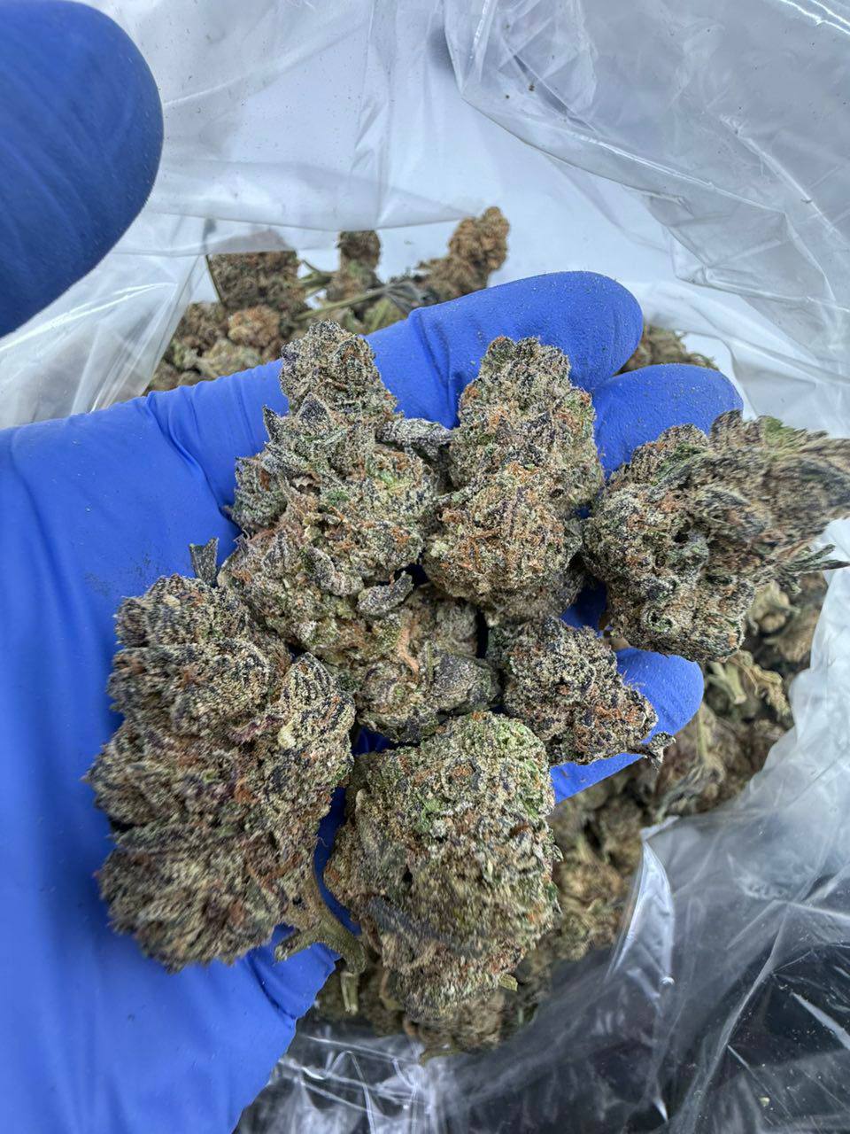 moon howlers strain moon howlers strain