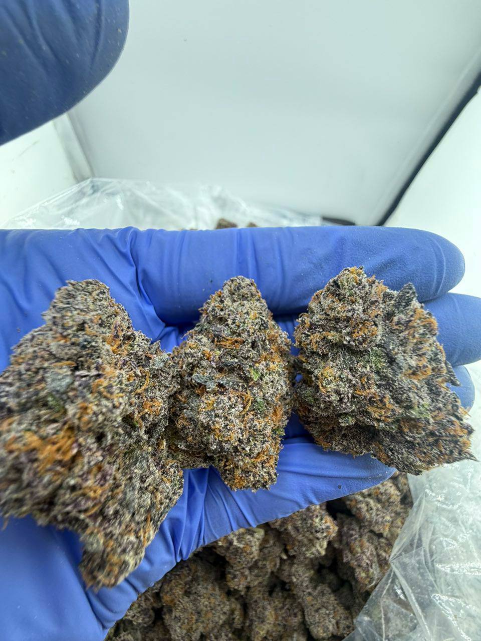 bodega candy strain bodega candy strain