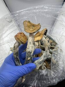 Makilla Gorillas Mushroom makilla gorillas mushroom