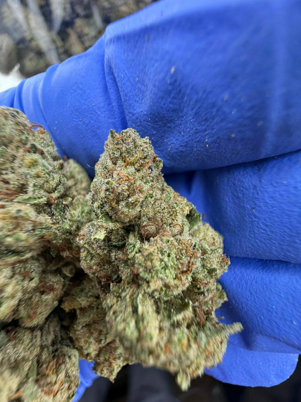 fire og strain fire og strain