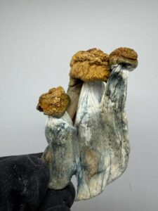 Penis Envy Mushrooms penis envy mushrooms