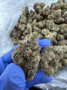 Jolly Rancher Strain jolly rancher strain