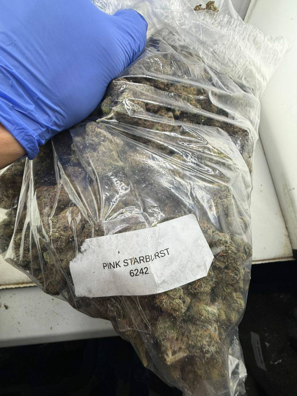 pink star burst strain pink star burst strain