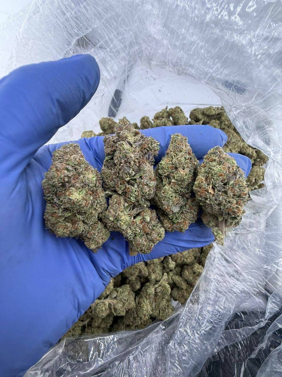 grape strain grape strain