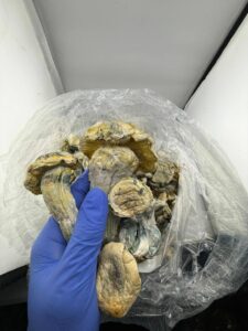 Texas Yellows Mushrooms texas yellows mushrooms