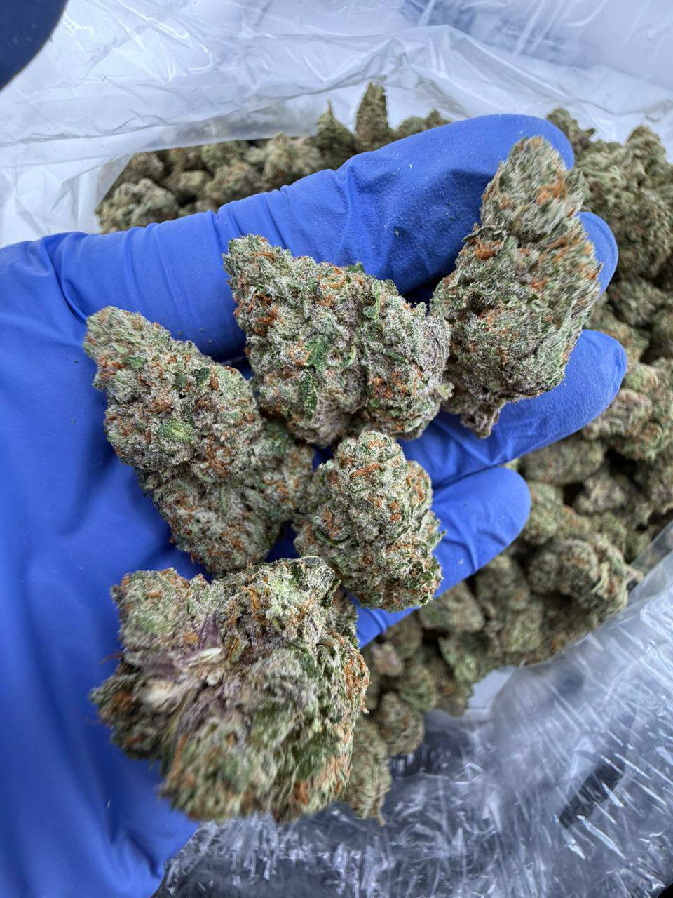 lemon cherry gators strain lemon cherry gators strain