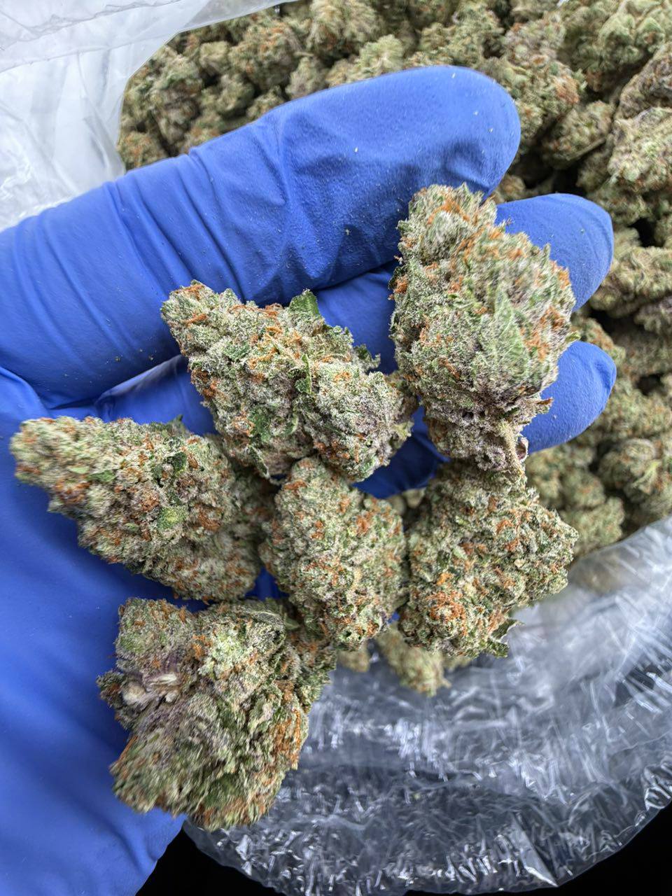 lemon cherry gators strain lemon cherry gators strain