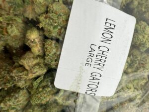 Lemon Cherry Gators Strain lemon cherry gators strain