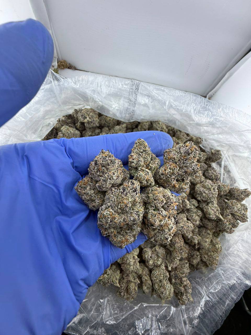 obama runtz strain obama runtz strain