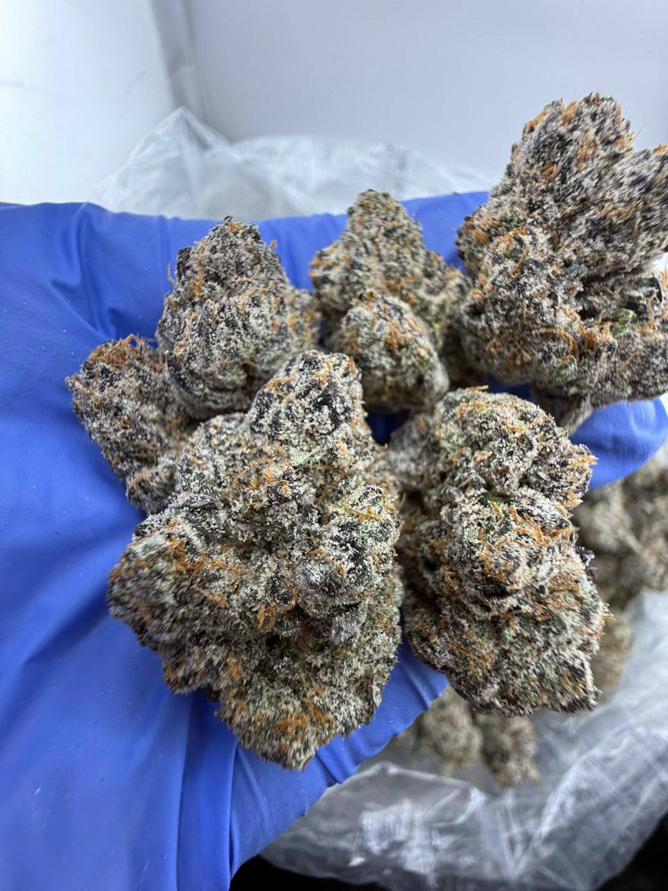 obama runtz strain obama runtz strain