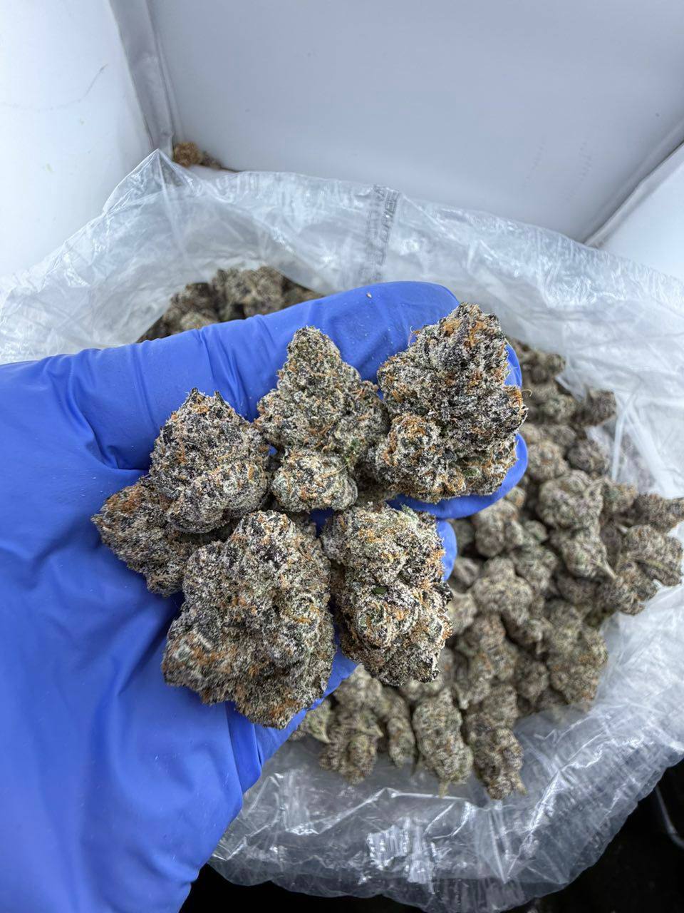 obama runtz strain obama runtz strain