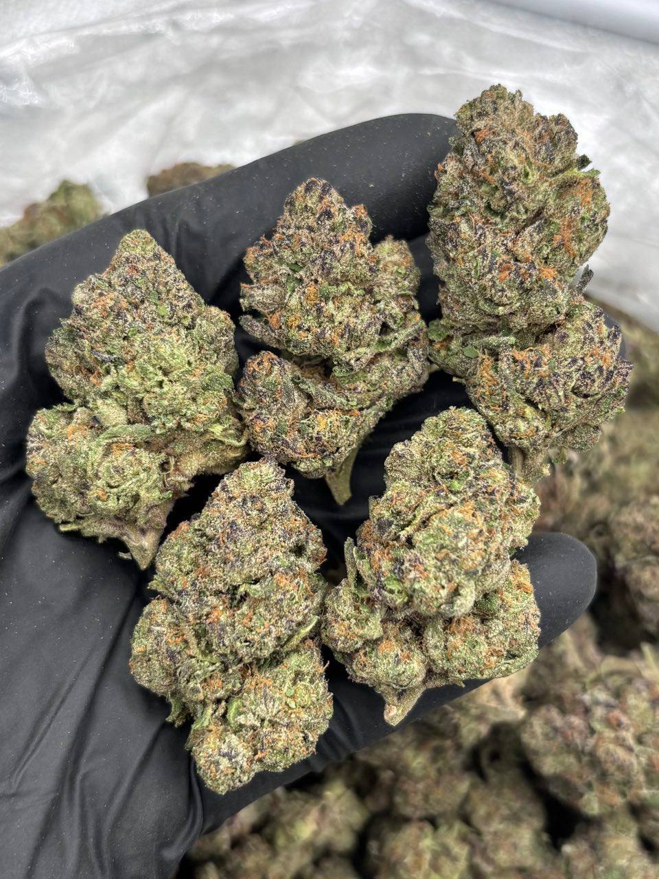 candy runtz strain candy runtz strain