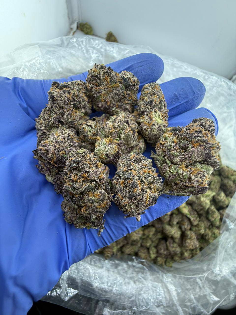 grape gushers strain grape gushers strain