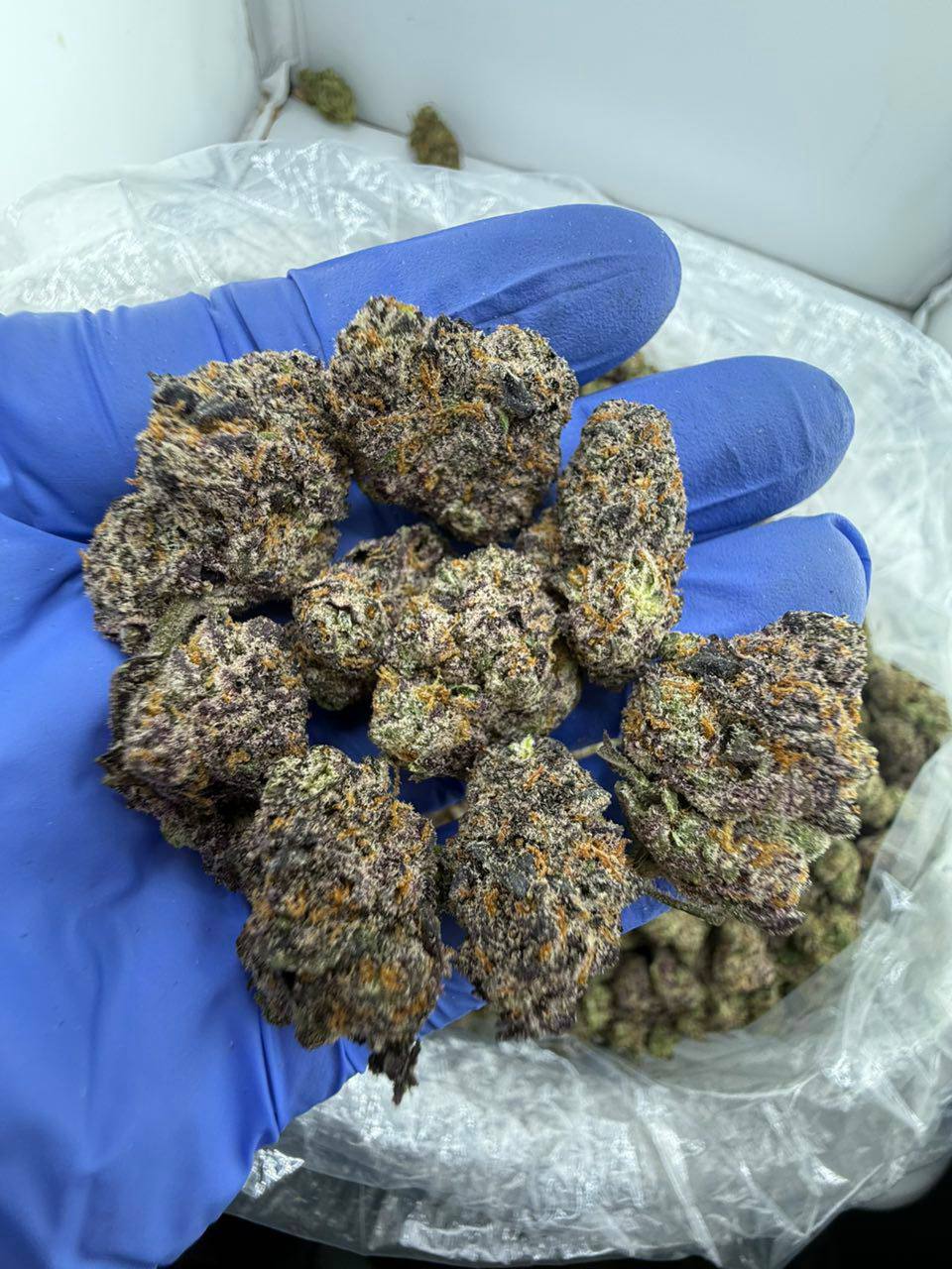 grape gushers strain grape gushers strain