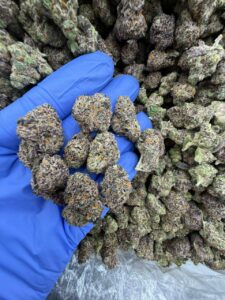 Grape Gushers Strain grape gushers strain