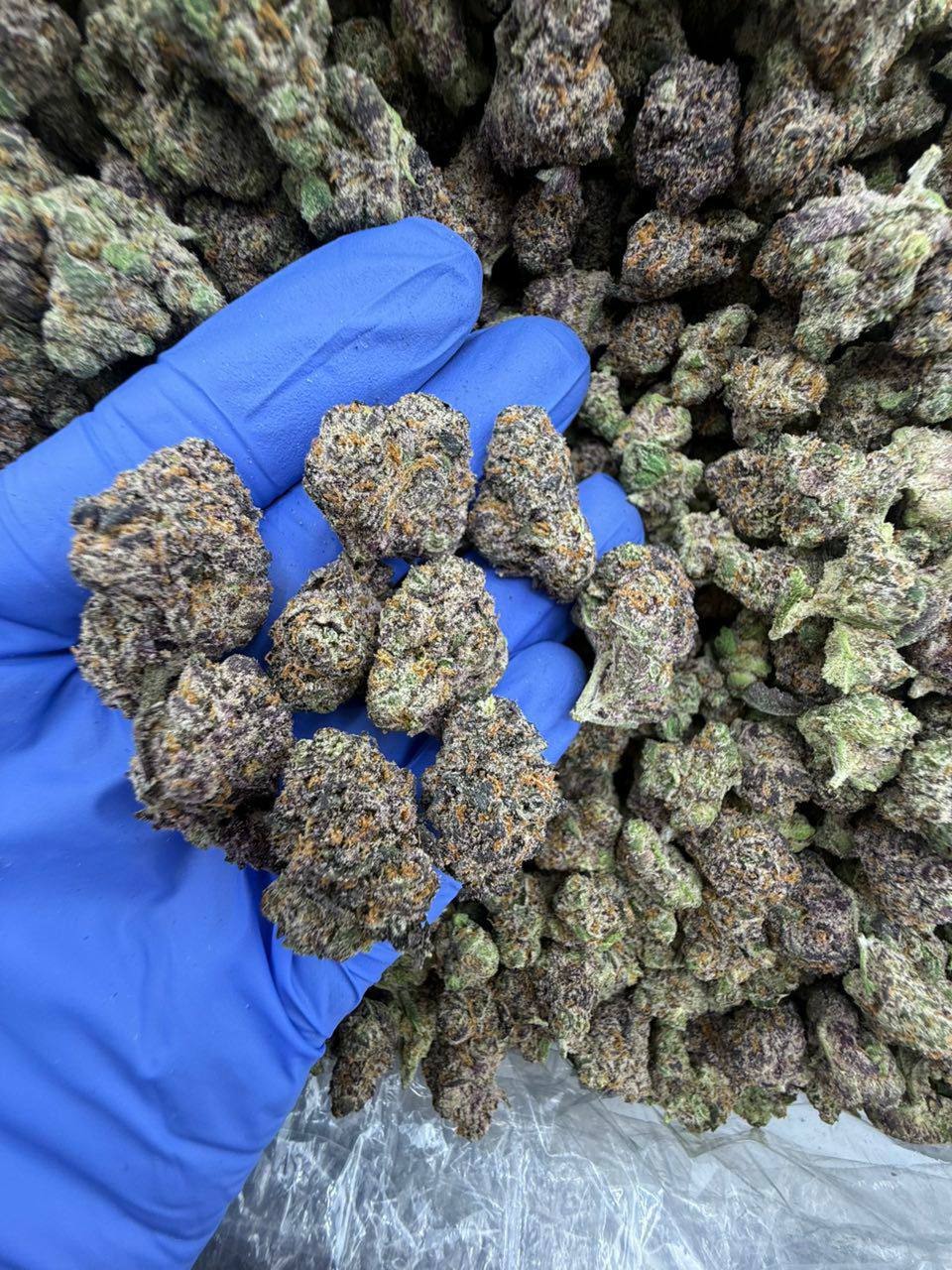 grape gushers strain grape gushers strain
