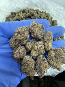Grape Gushers Strain grape gushers strain
