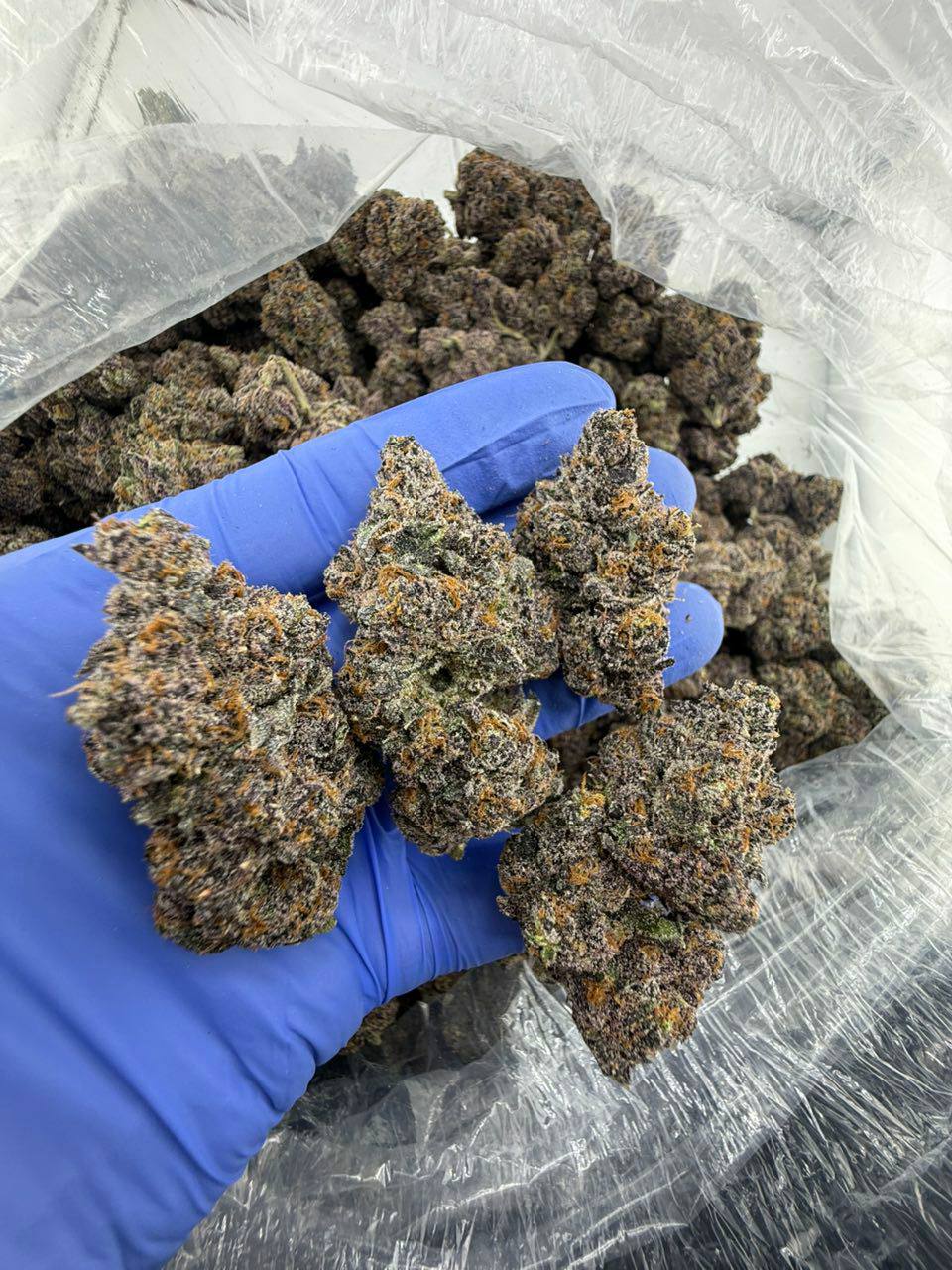 megatron strain megatron strain