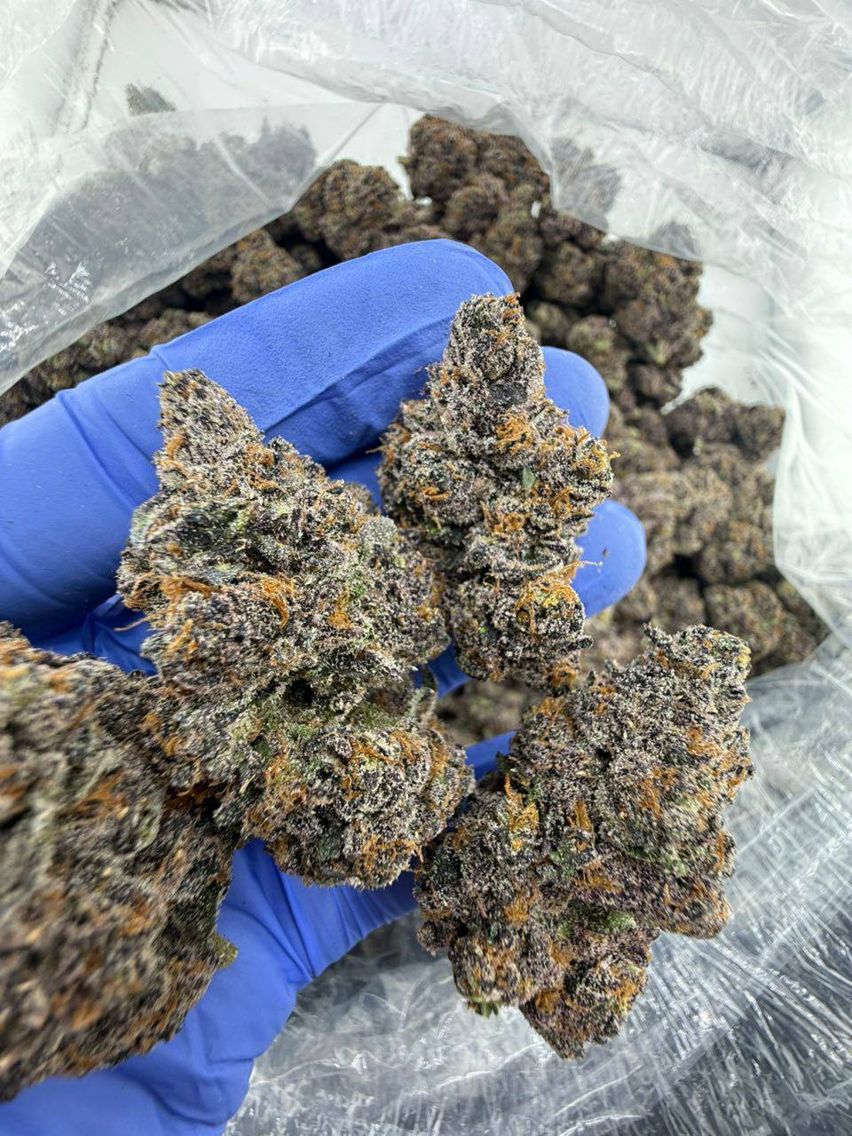megatron strain megatron strain