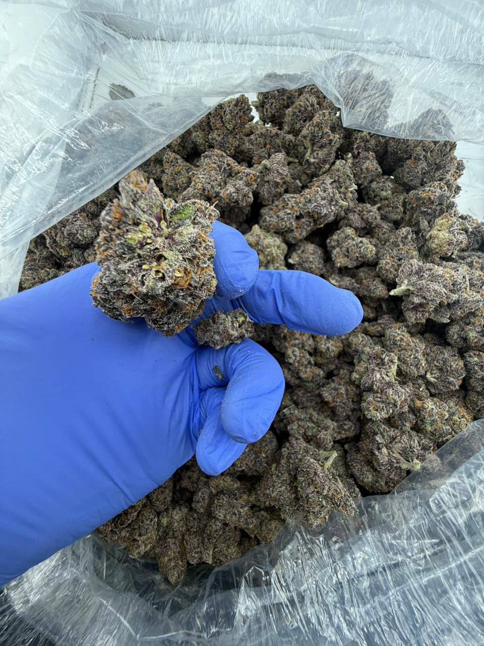 megatron strain megatron strain