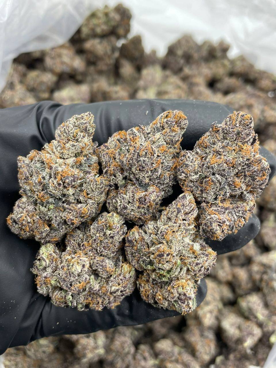 frozen fruit strain frozen fruit strain