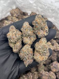 Nerds Strain nerds strain