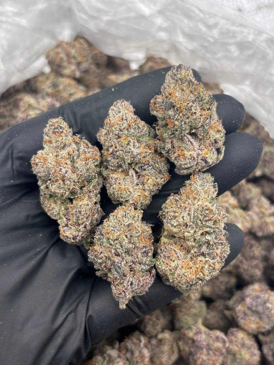 nerds strain nerds strain