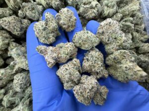 Sunset Sherbet Strain sunset sherbet strain