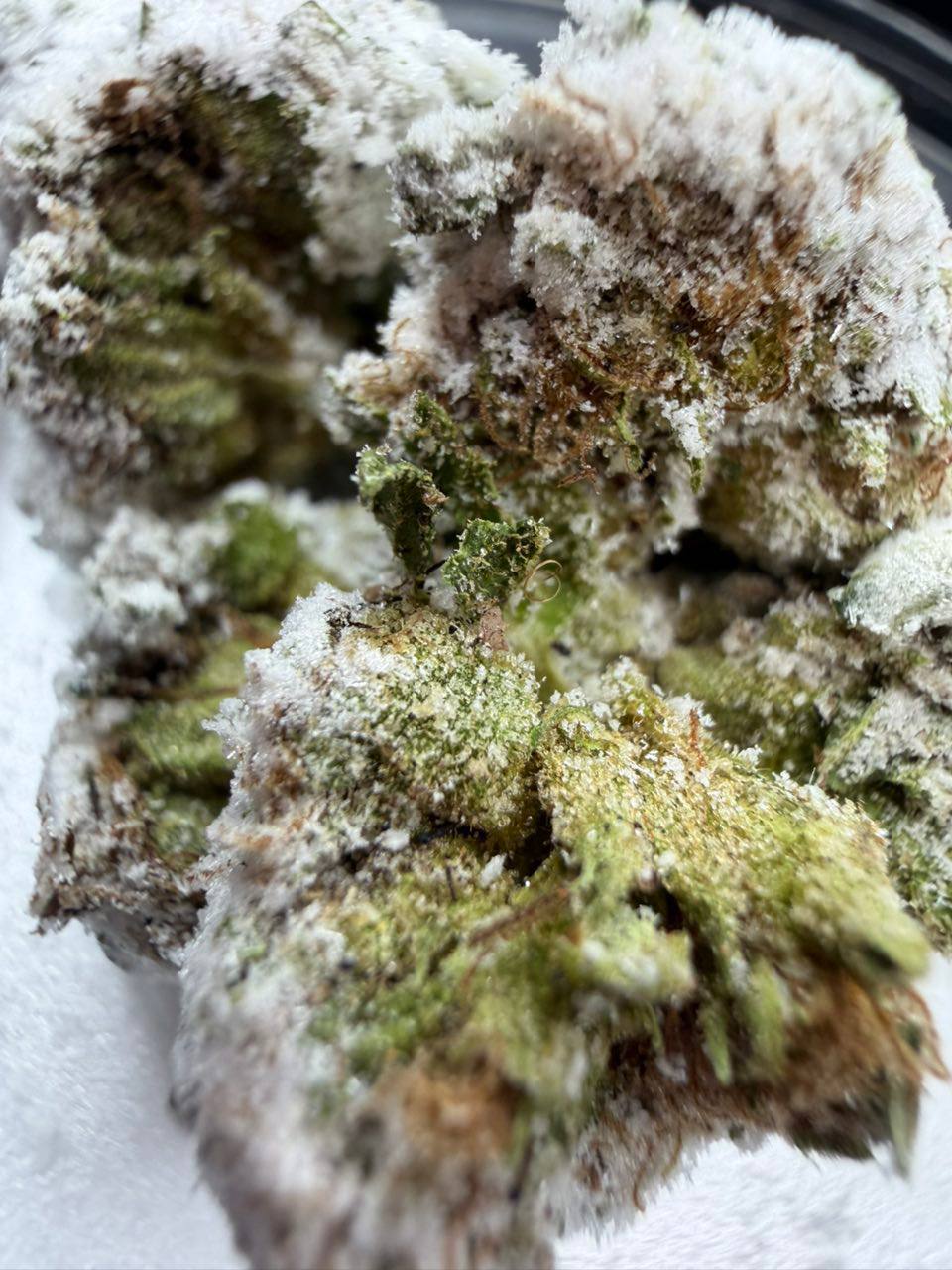 tux snowcaps tux snowcaps